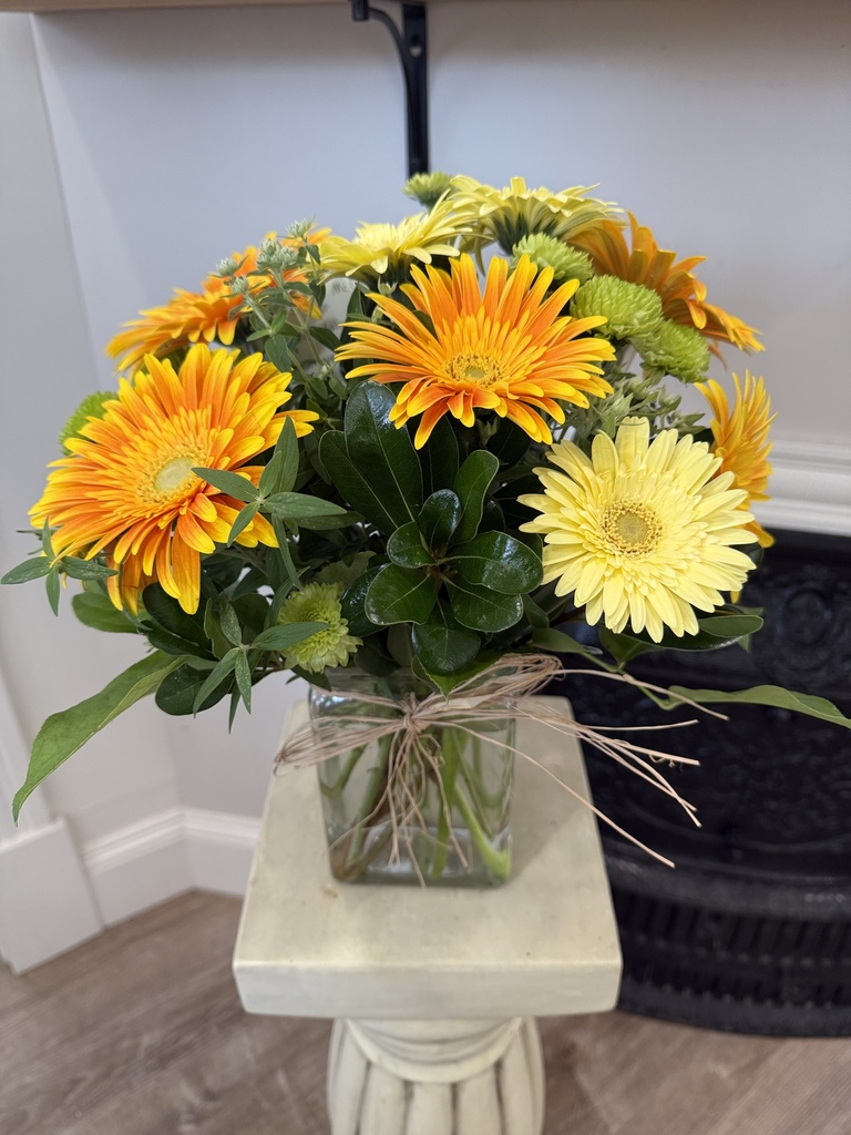 Gerbera