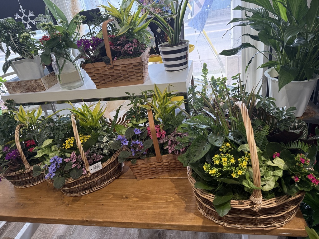 PLANTS - Olivia Garden