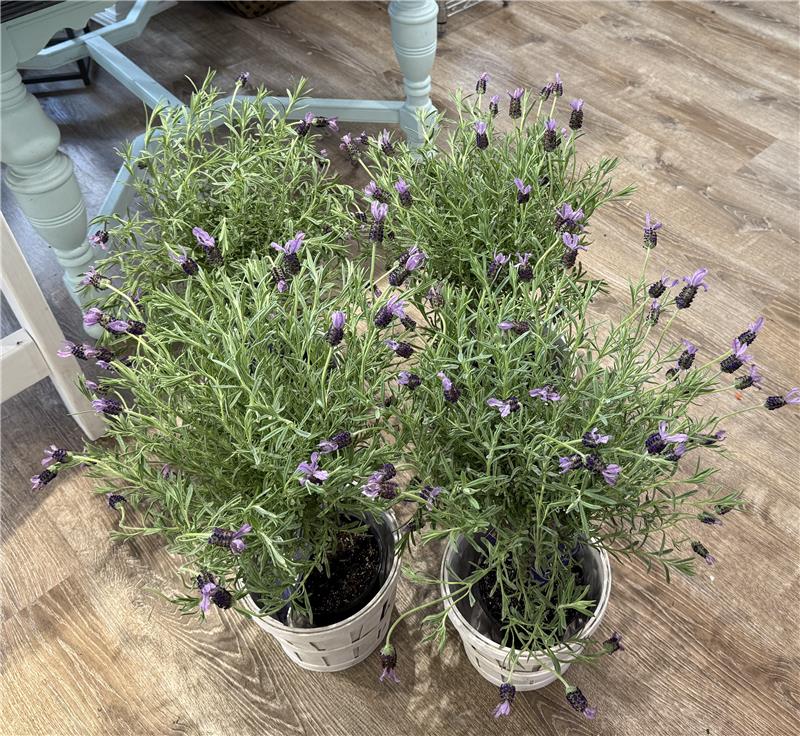 PLANTS - Lavender