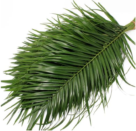 Palm - Roebellini