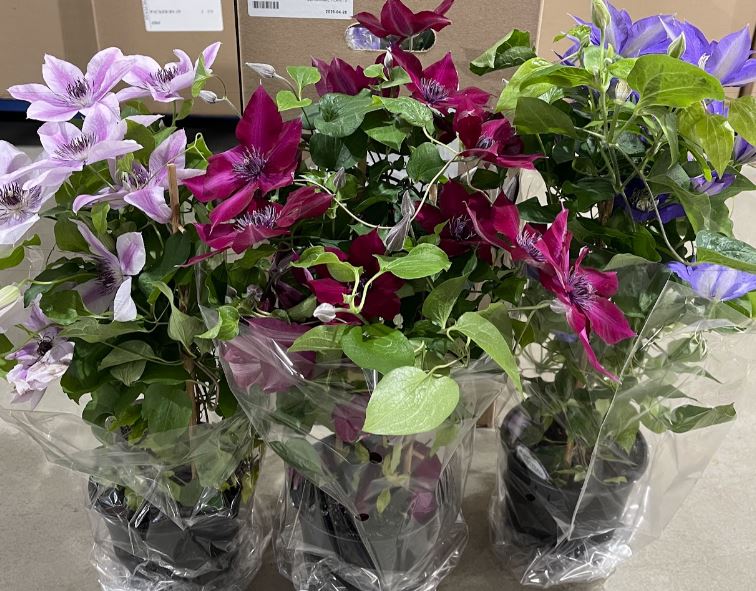 PLANTS - Outdoor Clematis
