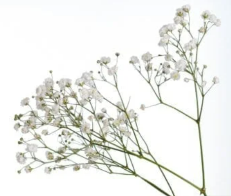 Baby Breath