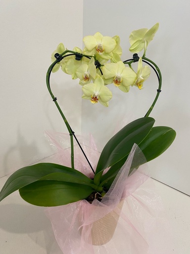 Orchid 5" - Green