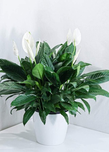 PLANTS - Peace Lily 6" Pot