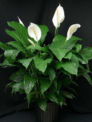 PLANTS - Peace Lily 8" Pot