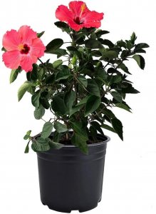 PLANTS - Hibiscus 6" Pot