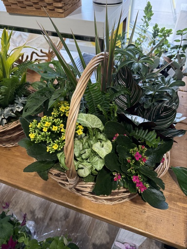 PLANTS - Olivia Garden