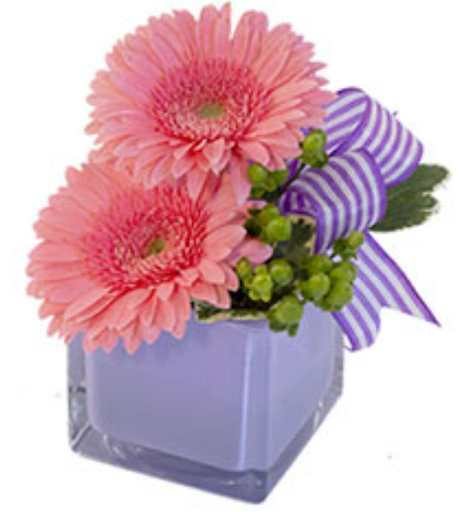 Petite Gerberas