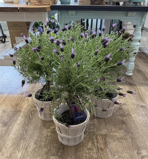 PLANTS - Lavender