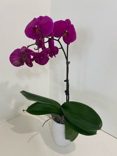 Orchid 5" - Purple