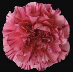 Carnation