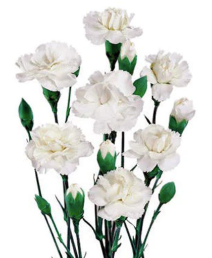 Carnation Mini